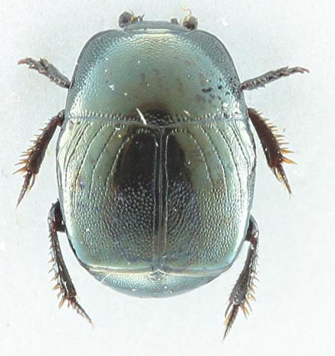 Hypocaccus rugifrons